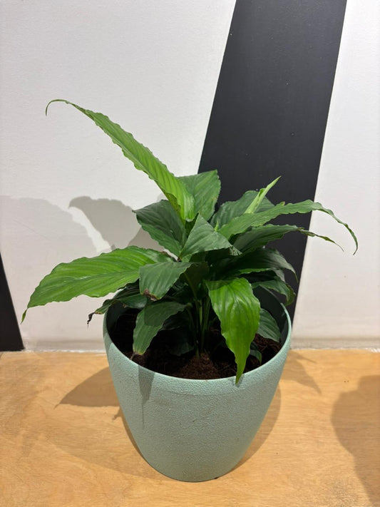 Deco Planter- Peace Lily(7 Inch)