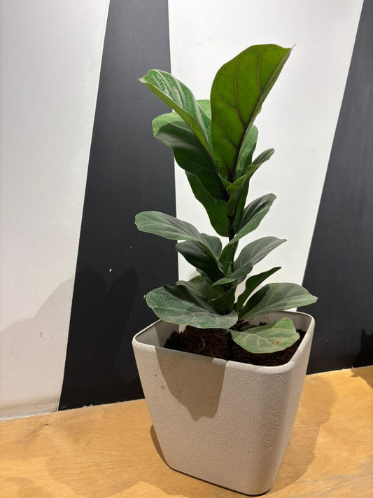 Daisy Planter- Phidel Leaf(7 Inch)