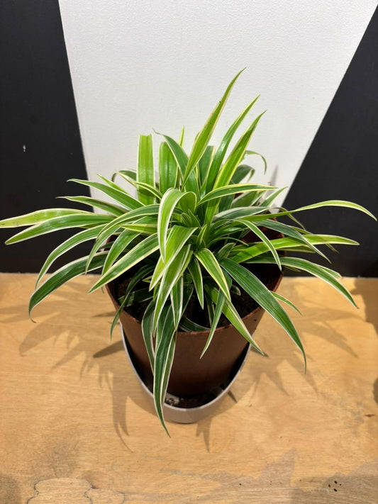 EcoBloom Planter- Spider Plant( 4 Inch)