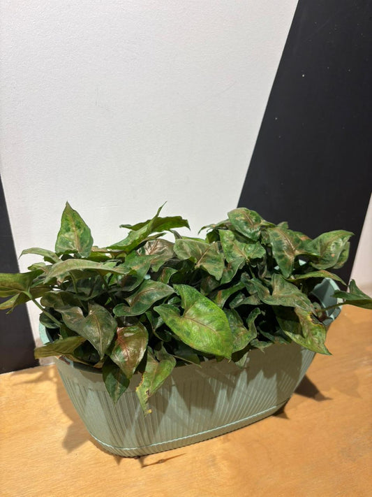Eco Eva Pot-Syngonium(11.5 Inch)