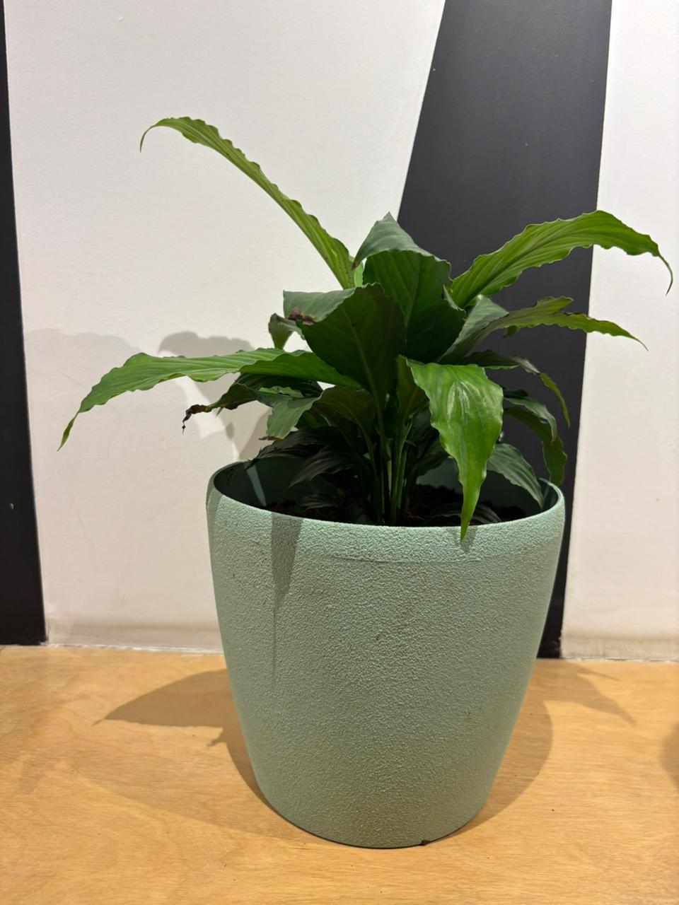 Deco Planter- Peace Lily(7 Inch)