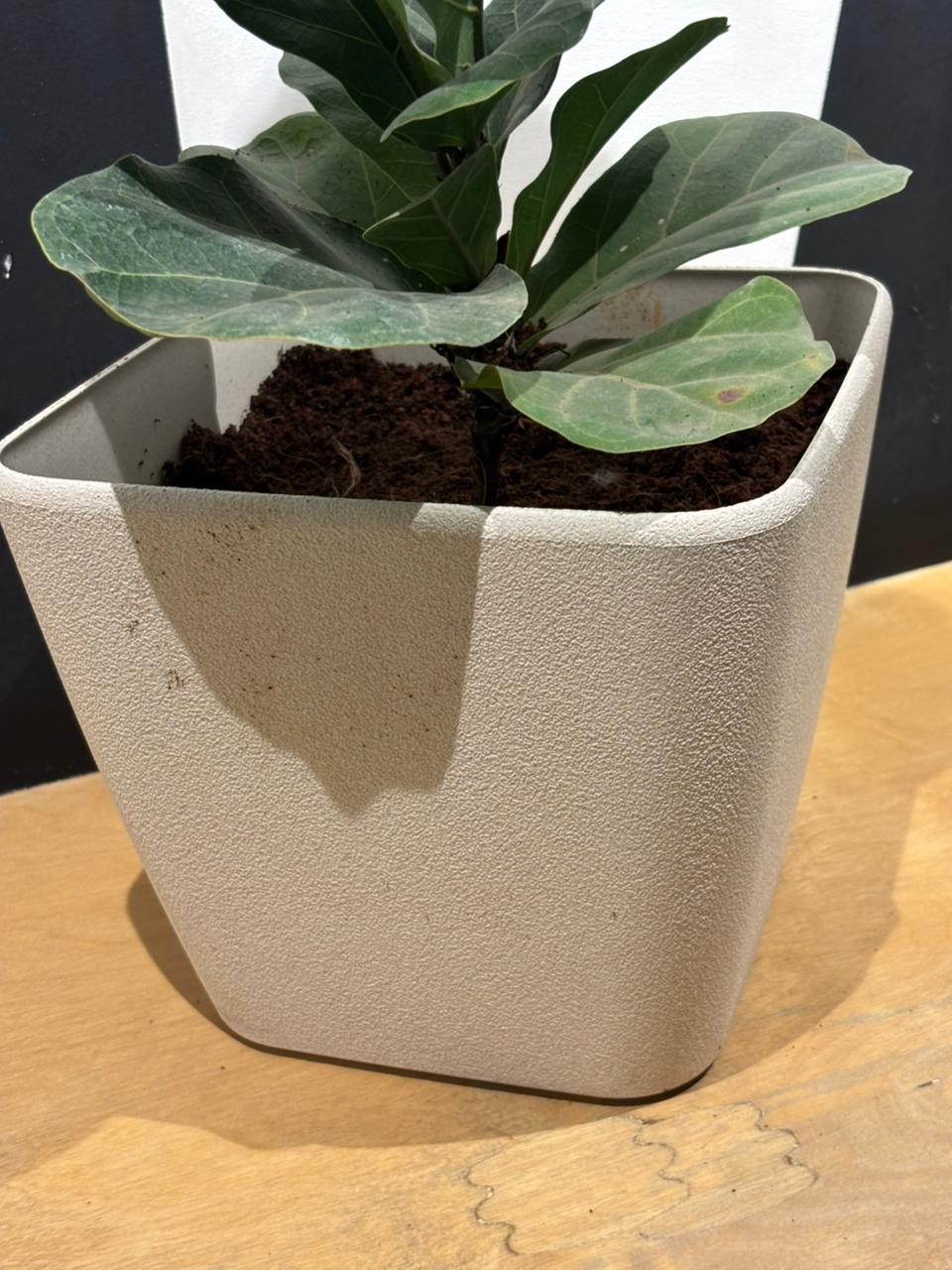 Daisy Planter- Phidel Leaf(7 Inch)