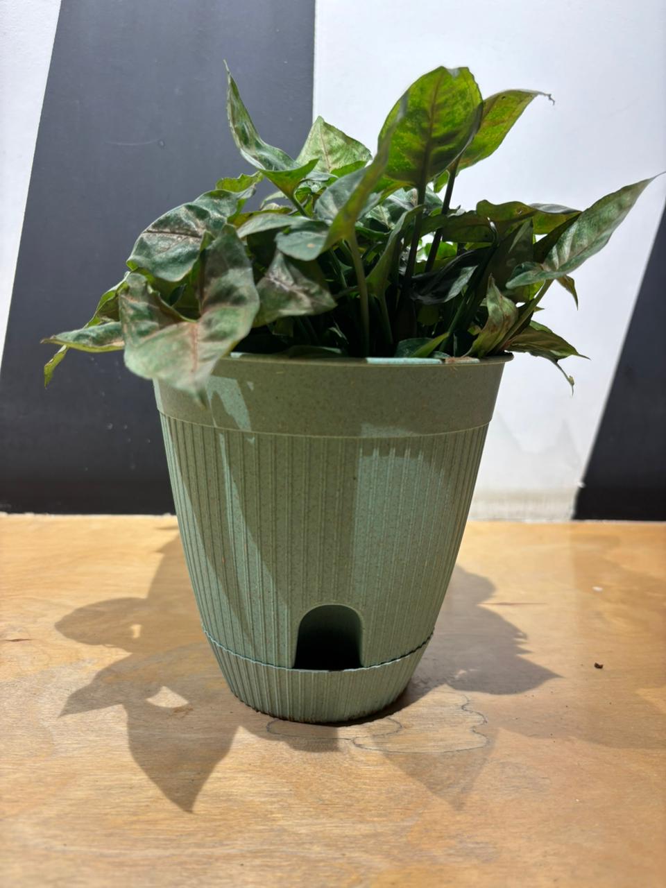 Eco Eva Pot-Syngonium(11.5 Inch)