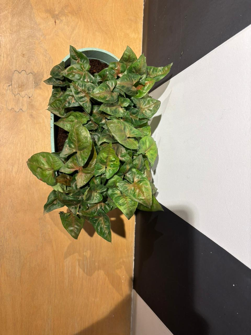 Eco Eva Pot-Syngonium(11.5 Inch)